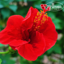 фото из отзыва ID 2710182