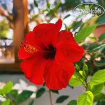 фото из отзыва ID 2710182