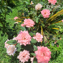 фото из отзыва ID 2710263