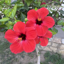 фото из отзыва ID 2710266