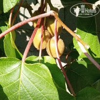 фото из отзыва ID 2710779