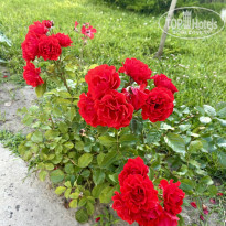 фото из отзыва ID 2710953