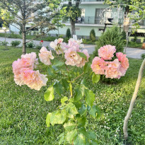 фото из отзыва ID 2710953