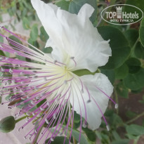 фото из отзыва ID 2711019