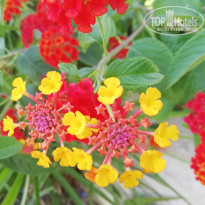 фото из отзыва ID 2711019