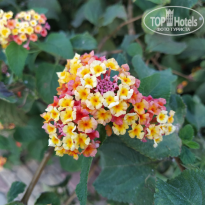 фото из отзыва ID 2711115
