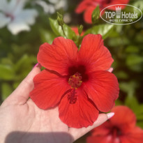 фото из отзыва ID 2711627