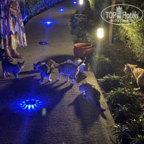 фото из отзыва ID 2711731