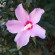 фото из отзыва ID 2710779