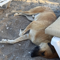 фото из отзыва ID 2712593