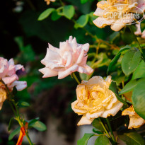 фото из отзыва ID 2712807