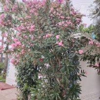 фото из отзыва ID 2713020