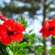 фото из отзыва ID 2713097