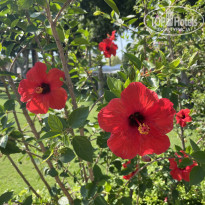 фото из отзыва ID 2714925