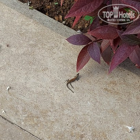 фото из отзыва ID 2715178