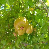 фото из отзыва ID 2714757