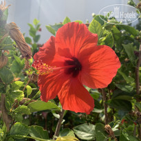 фото из отзыва ID 2715630