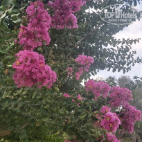 фото из отзыва ID 2715882