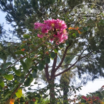 фото из отзыва ID 2715882