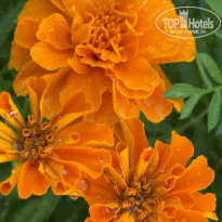 фото из отзыва ID 2716498
