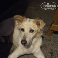 фото из отзыва ID 2716687