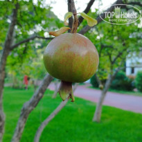 фото из отзыва ID 2717058