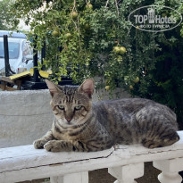 фото из отзыва ID 2717987