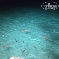 фото из отзыва ID 2718702