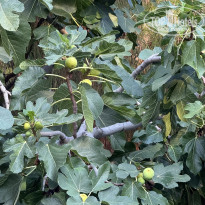 фото из отзыва ID 2718962