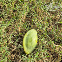 фото из отзыва ID 2719300