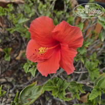 фото из отзыва ID 2719300