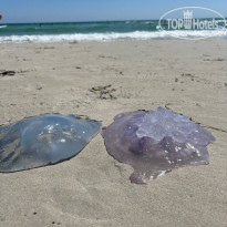 фото из отзыва ID 2719659