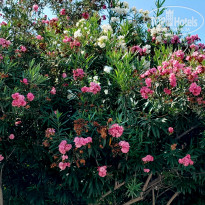фото из отзыва ID 2719709