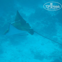 фото из отзыва ID 2717048