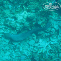 фото из отзыва ID 2717048