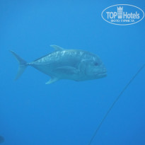 фото из отзыва ID 2720482