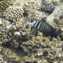 фото из отзыва ID 2720482