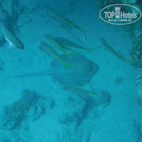 фото из отзыва ID 2720482