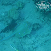 фото из отзыва ID 2720482