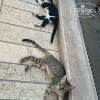 фото из отзыва ID 2720432