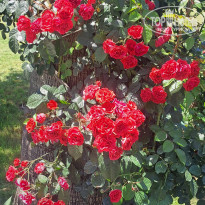 фото из отзыва ID 2720797