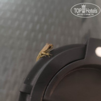 фото из отзыва ID 2720816