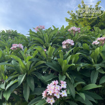 фото из отзыва ID 2721459