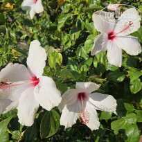 фото из отзыва ID 2721993