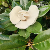 фото из отзыва ID 2722555