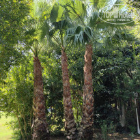 фото из отзыва ID 2723211