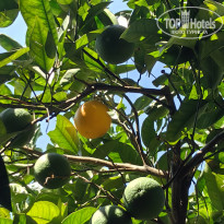 фото из отзыва ID 2723211