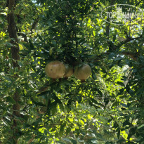 фото из отзыва ID 2723211