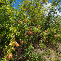 фото из отзыва ID 2723223