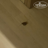 фото из отзыва ID 2723238